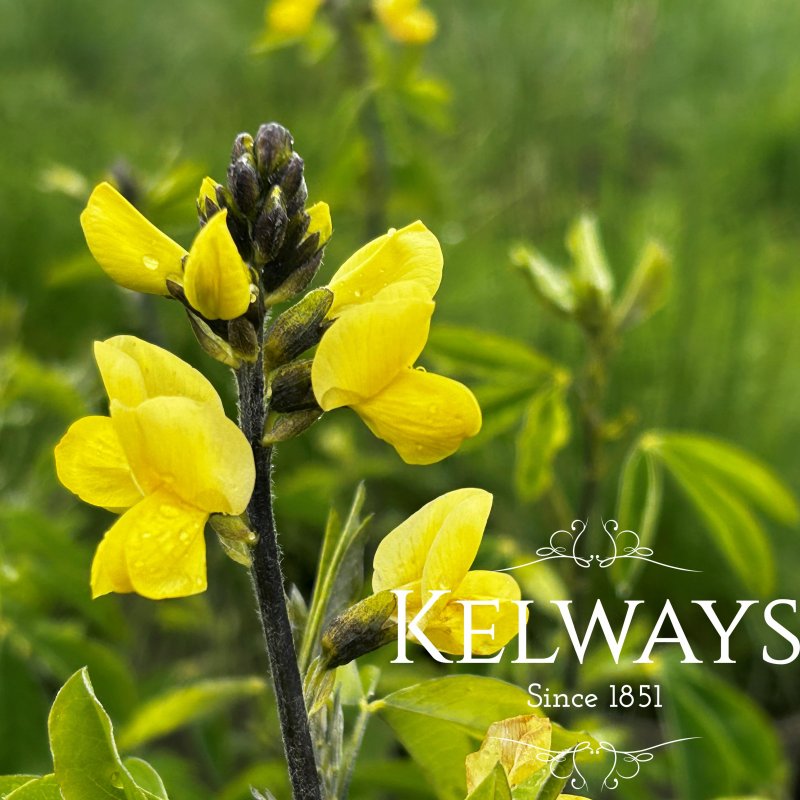 Thermopsis chinensis (3 litre pot)