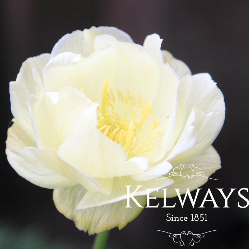 Trollius x cultorum 'New Moon' (3 litre pot)