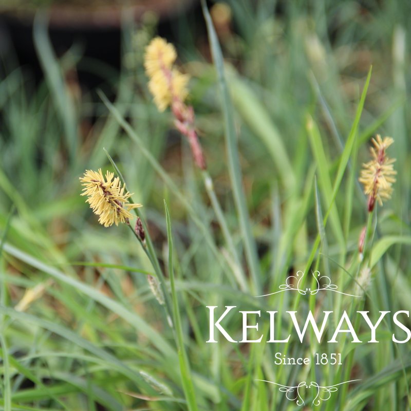 Carex flacca