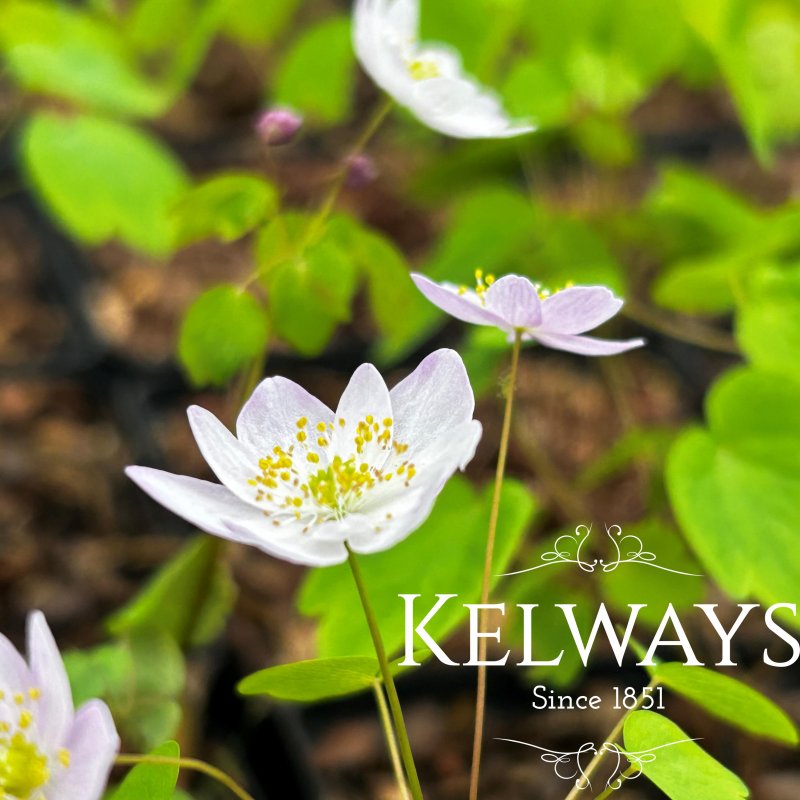 Anemonella thalictroides f. rosea