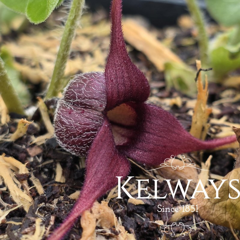 Asarum caudatum