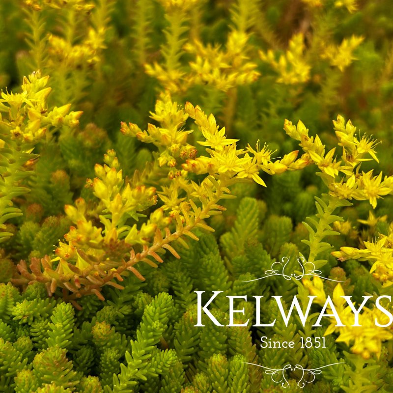 Sedum sexangulare