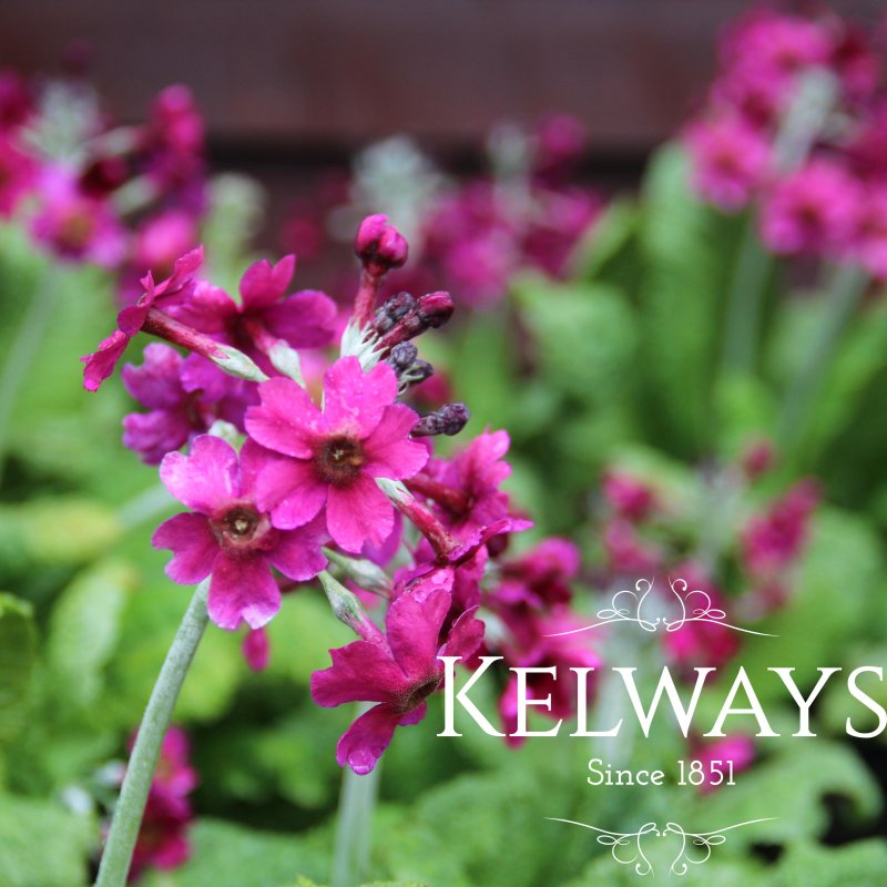 Primula pulverulenta (Pf)