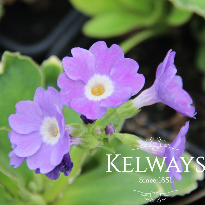 Primula auricula 'Hyacinth'