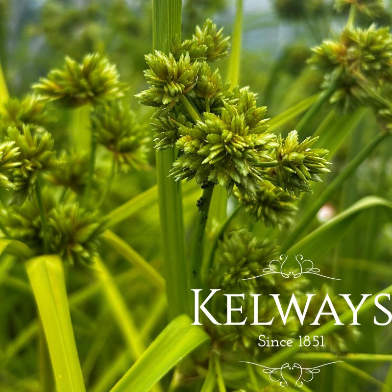 Cyperus eragrostis