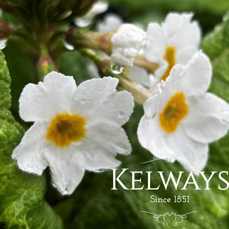 Primula japonica 'Alba' (Pf) (3 litre pot)