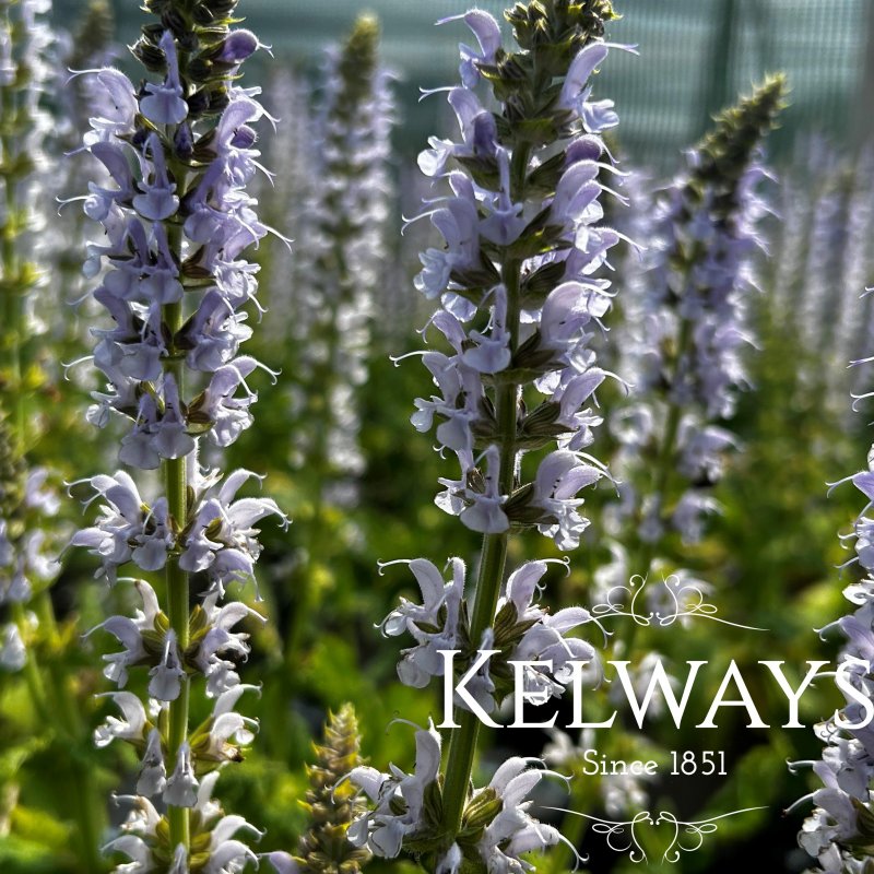 Salvia x sylvestris 'Crystal Blue' (Color Spires Series)