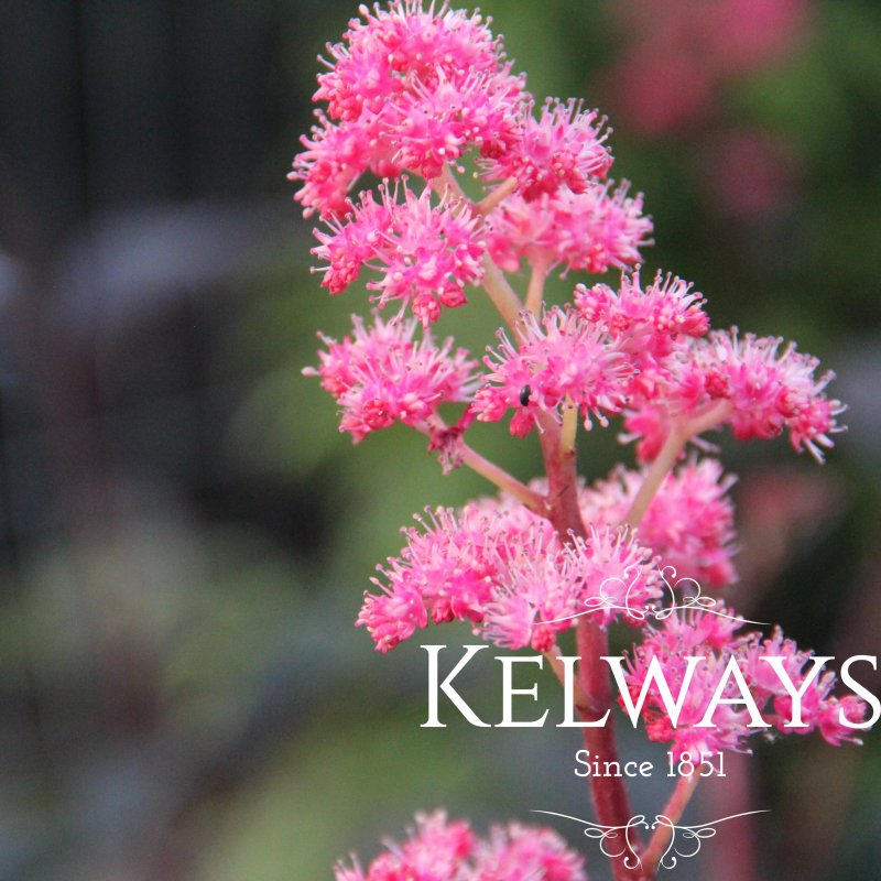 Rodgersia 'Bronze Peacock'
