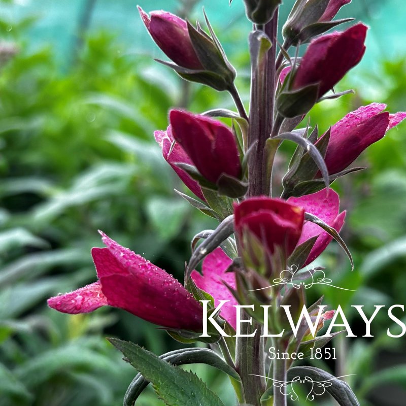 Digitalis x valinii Illumination Ruby Slippers ('Tmdg1204') (Illumination Series)