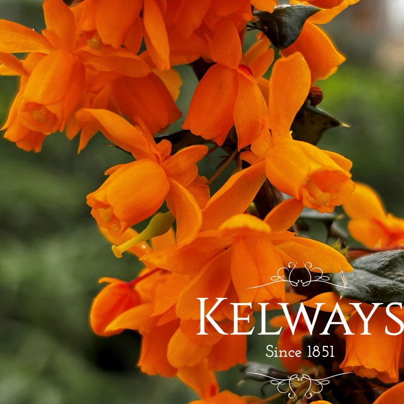 Berberis x lologensis 'Apricot Queen'
