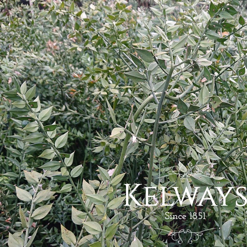 Ruscus aculeatus