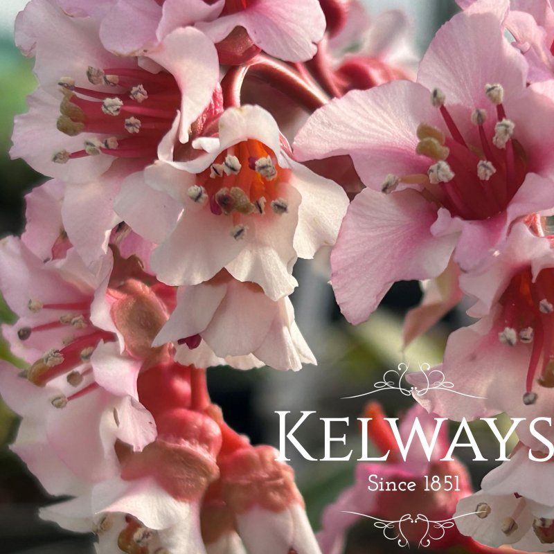 Bergenia ciliata