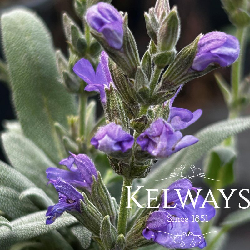 Salvia lavandulifolia