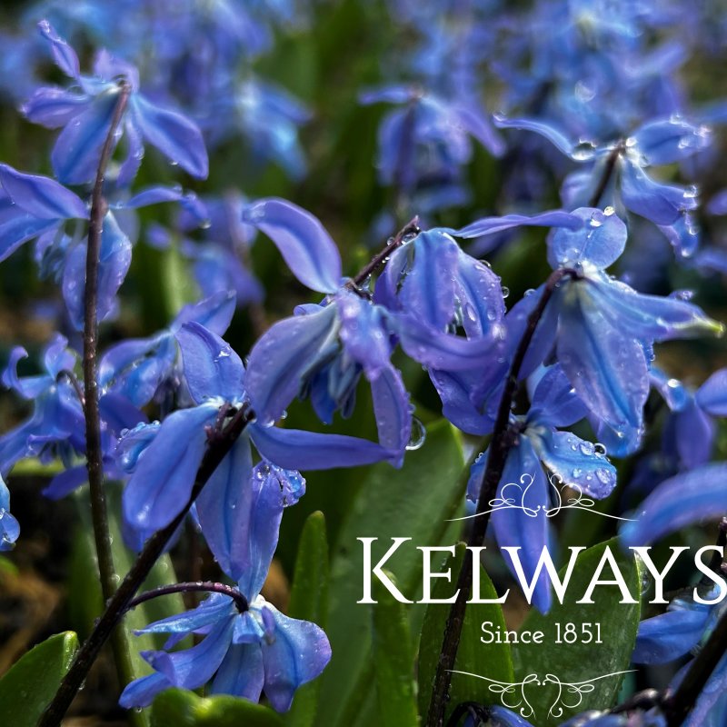 Scilla siberica 'Spring Beauty'