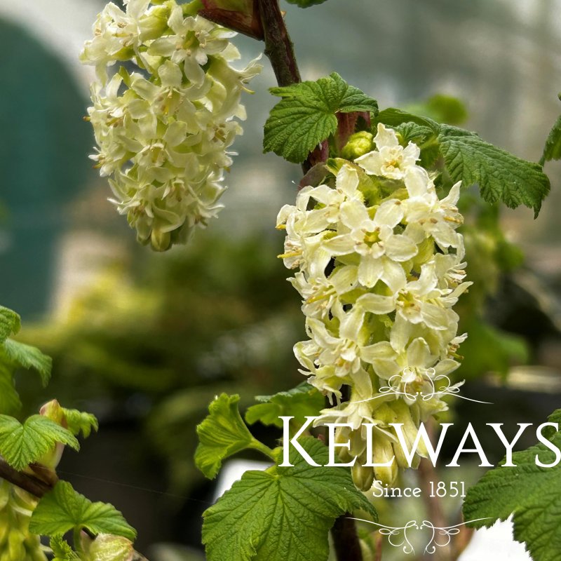 Ribes sanguineum 'Somerset White' (7.5 litre pot)