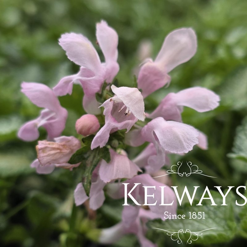 Lamium maculatum 'Pink Pewter' (9cm pot)