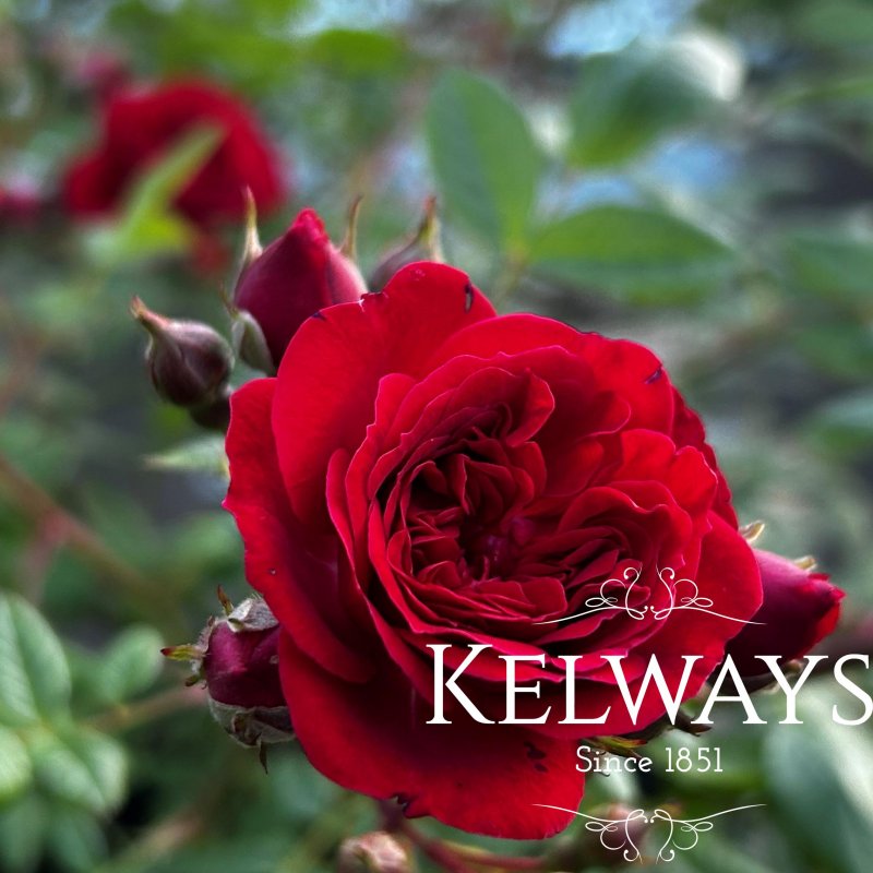 Rosa Kisses of Fire ('Chewmultiseek') (ClMin)