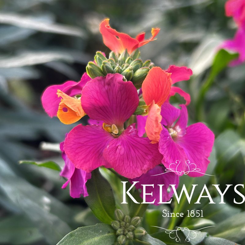 Erysimum 'Winter Orchid'