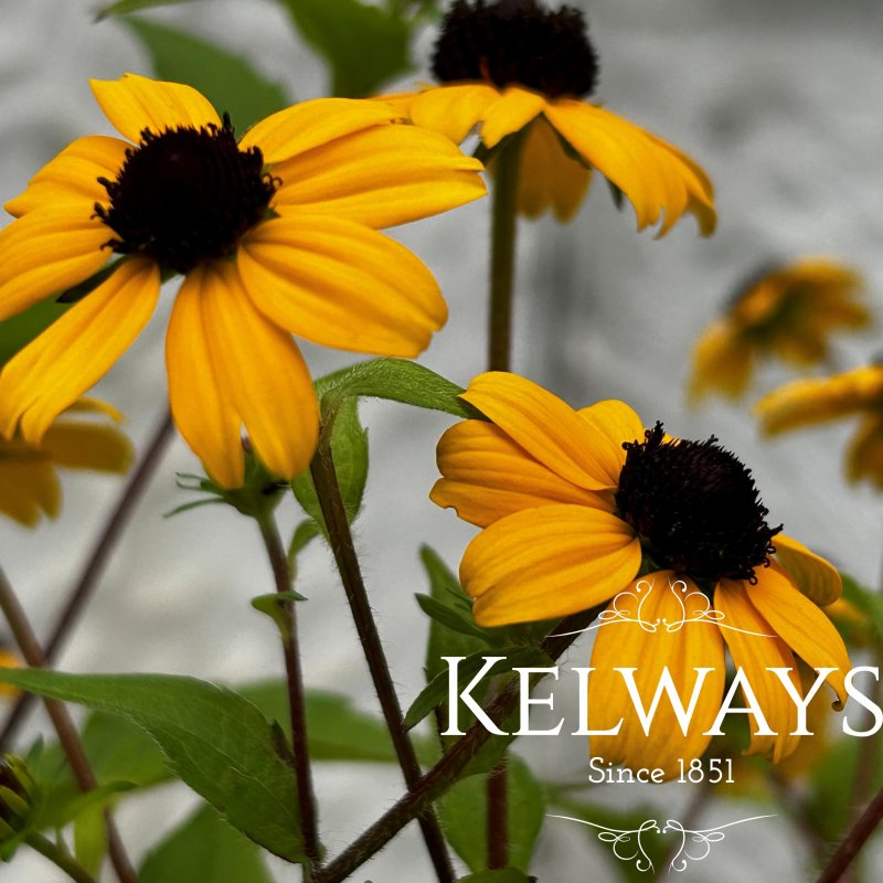 Rudbeckia triloba