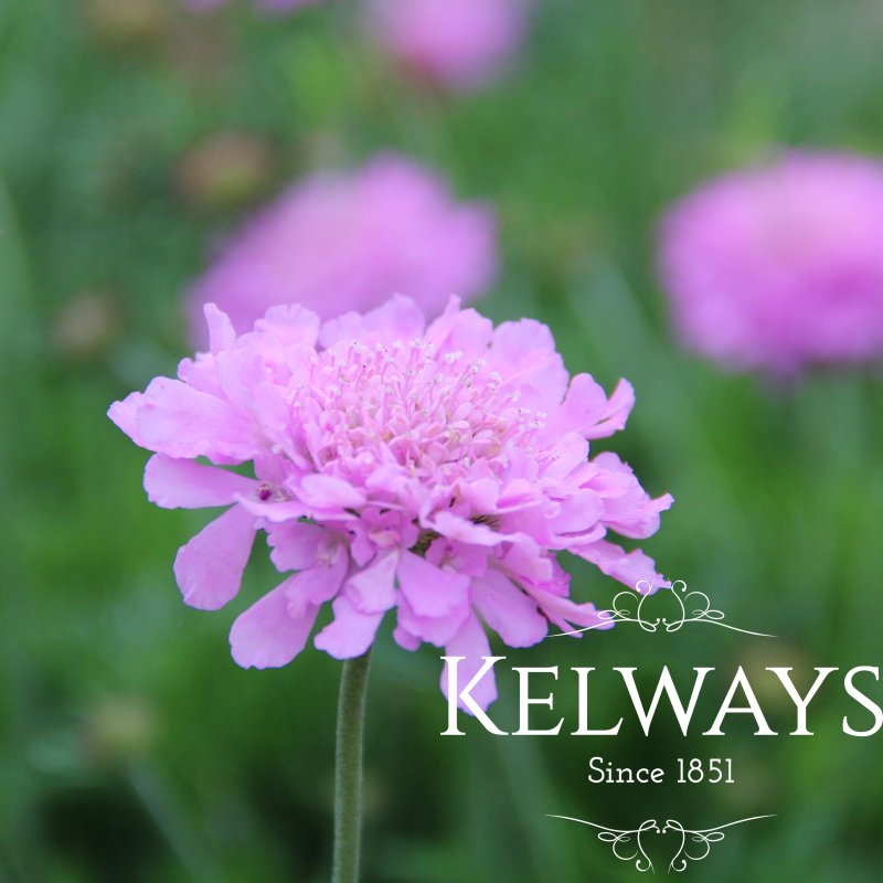 Scabiosa KUDO PINK ('Ichpin' PBR) (Kudo Series)