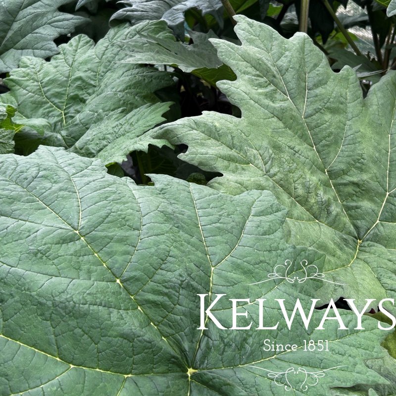 Rheum palmatum