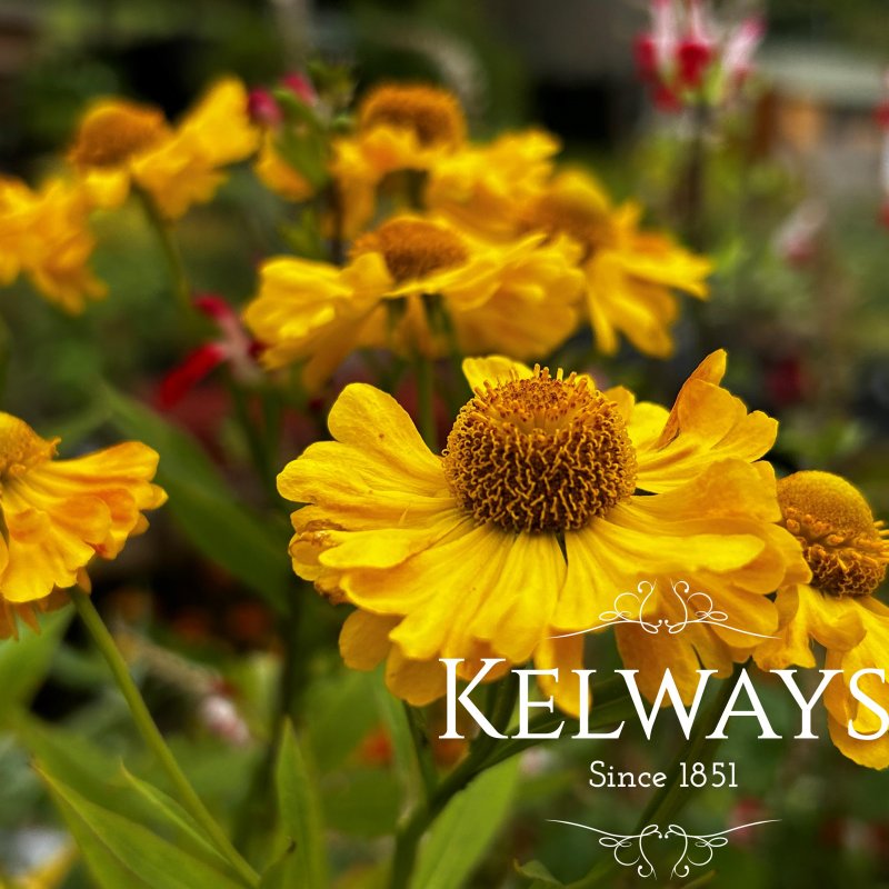 Helenium 'Septembergold'