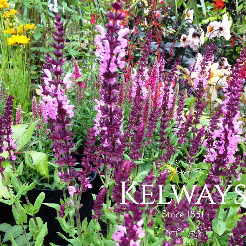 Salvia nemorosa Sensation Rose (Sensation Series)