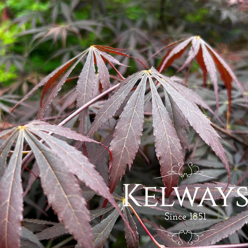Acer palmatum 'Sumi-nagashi' (M)