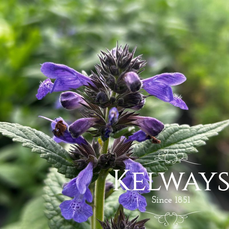 Nepeta Neptune ('Bokratune')