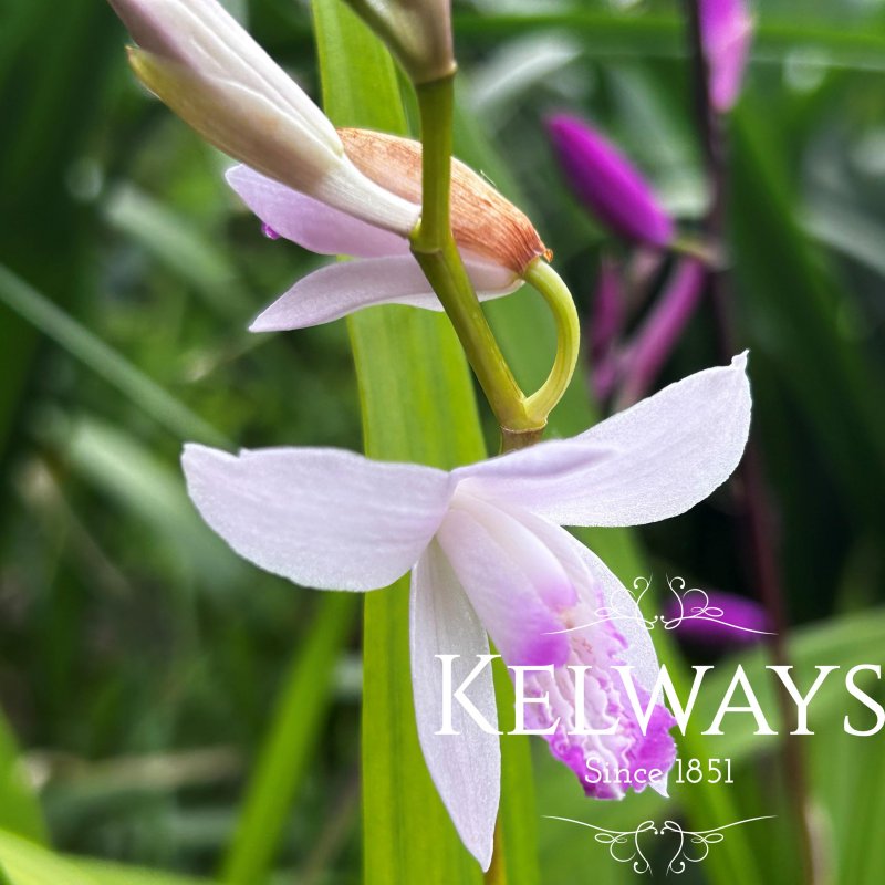 Bletilla striata 'Kuchi-beni'