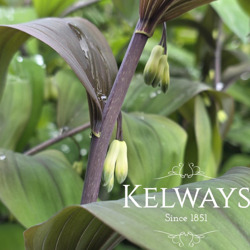 Polygonatum x hybridum 'Betberg'