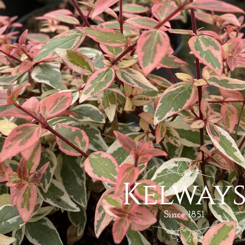 Abelia x grandiflora TRICOLOR CHARM ('Mincautri' PBR) (v)