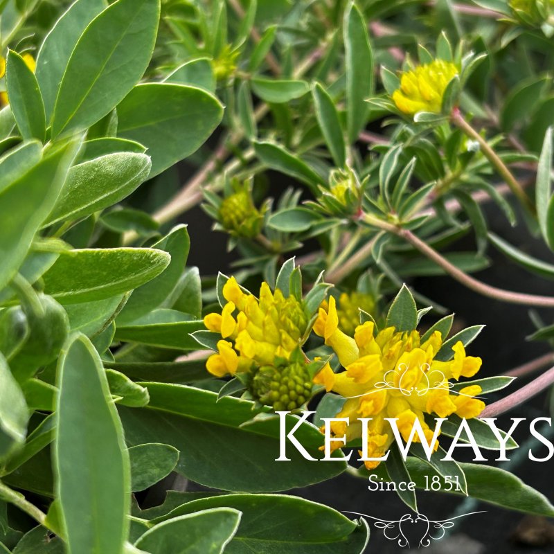 Anthyllis vulneraria