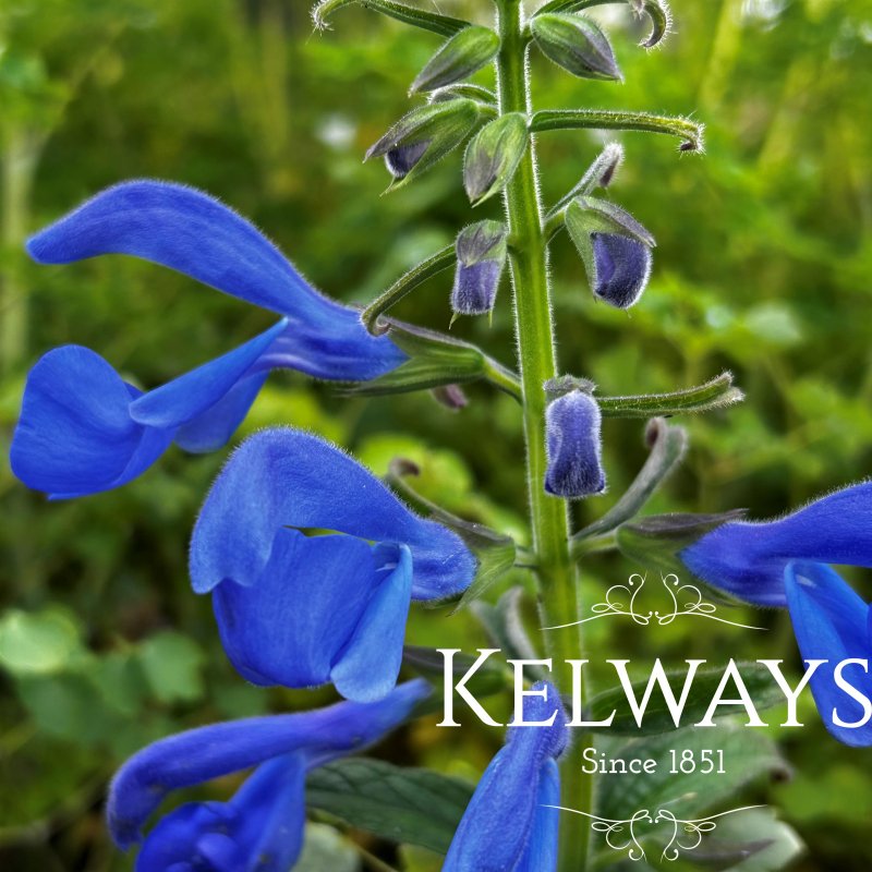 Salvia patens 'Patio Deep Blue' (Patio Series)