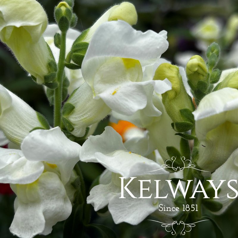 Antirrhinum majus 'Sonnet White' (Sonnet Series)