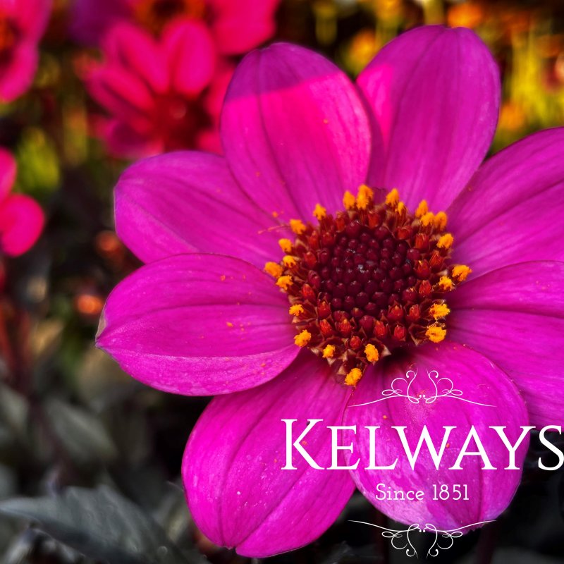 Dahlia 'Happy Days Purple' (Happy Days Series)