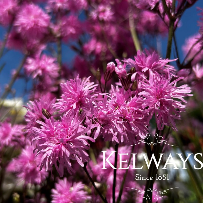 Silene flos-cuculi Jenny ('Lychjen') (d)