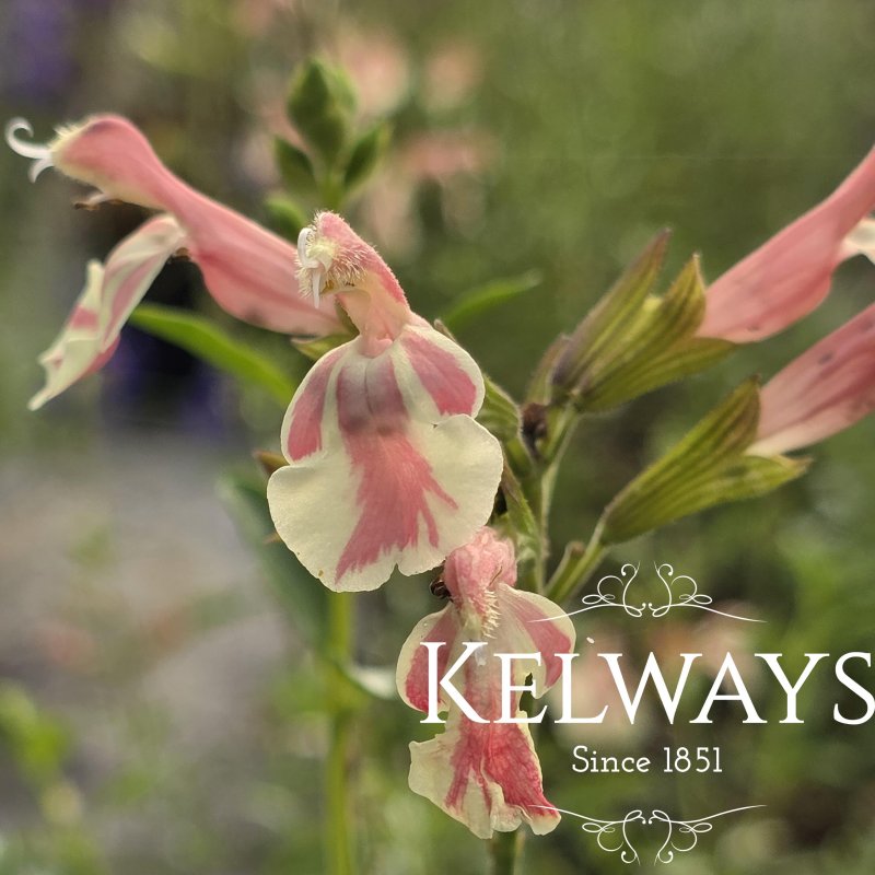 Salvia x jamensis BELLE DE LOIRE ('Barsabel') (2 litre pot)