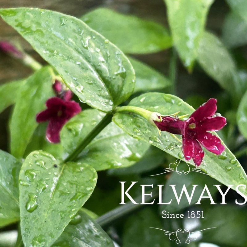 Jasminum beesianum