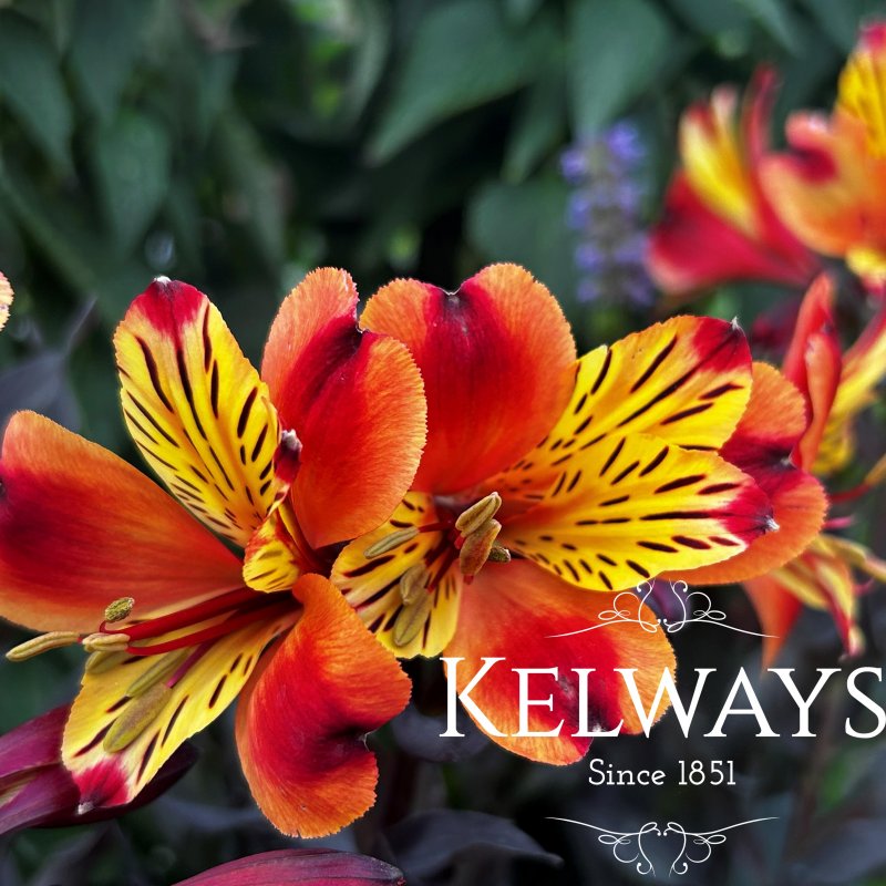 Alstroemeria Indian Summer ('Tesronto') (Summer Paradise - Summer Series)