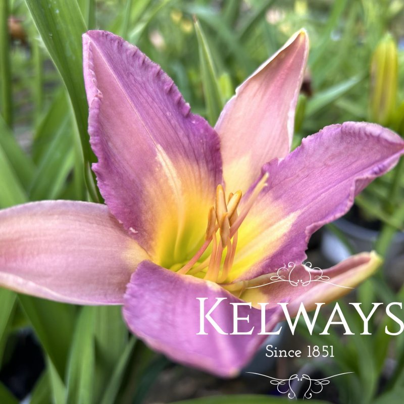 Hemerocallis 'Nile Crane'