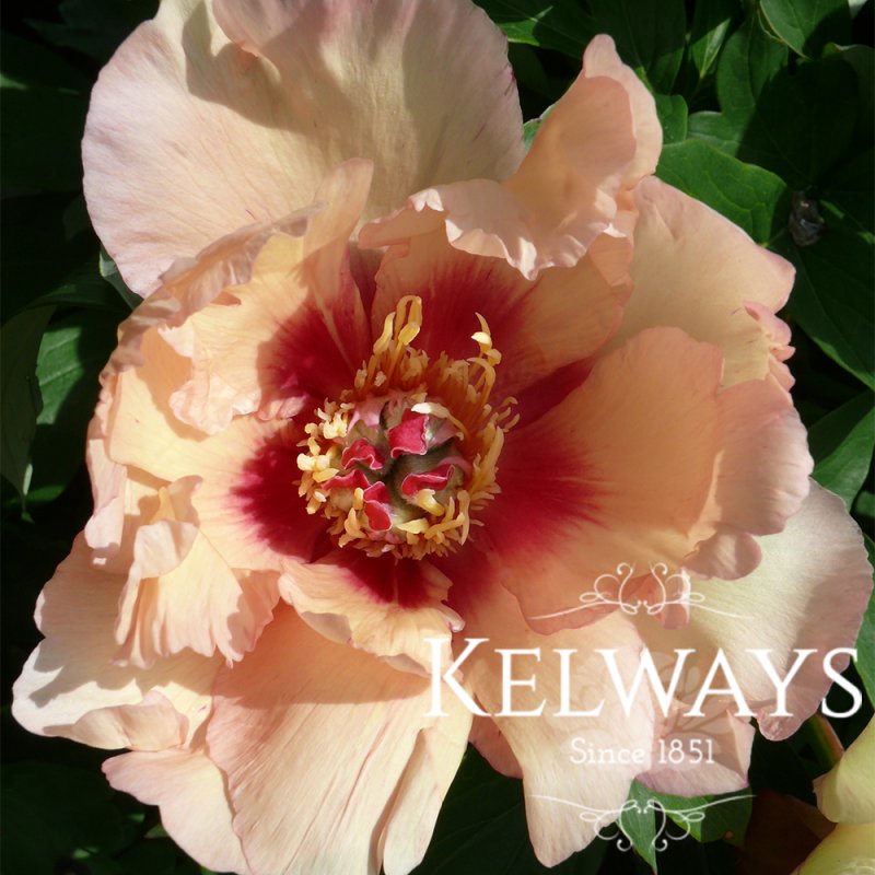 Paeonia 'Sonoma Apricot' (I)