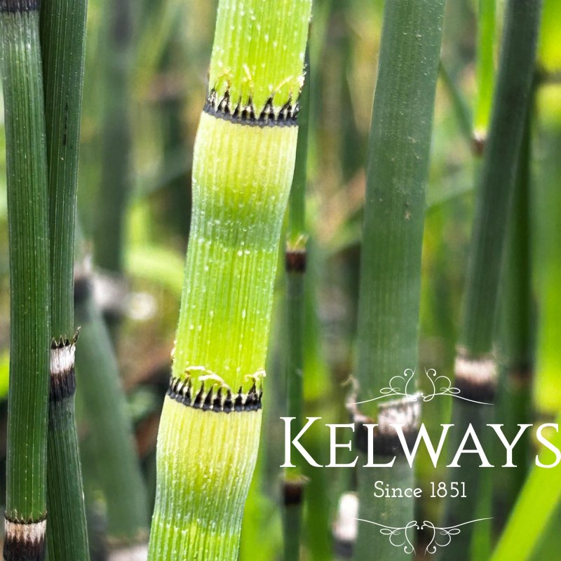 Equisetum ramosissimum var. japonicum