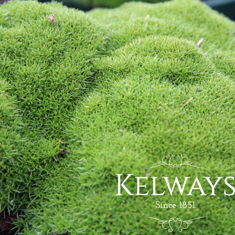 Scleranthus uniflorus