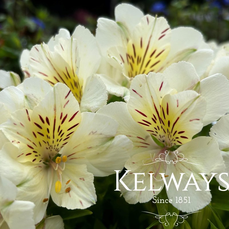 Alstroemeria 'Inticancha Sunburst' (Inticancha Series)