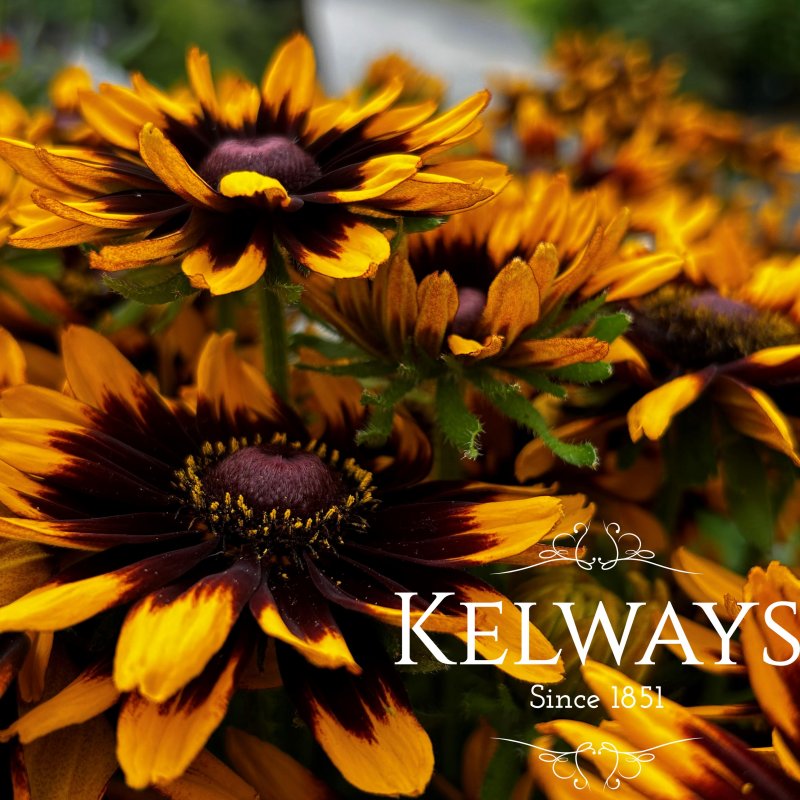 Rudbeckia RUDY MINI YELLOW BLACK (Rudy Mini Series)