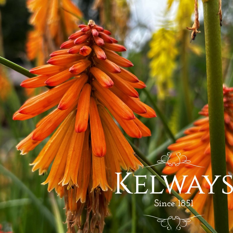 Kniphofia Poco Orange ('Tnknipo' PBR) (Poco Series)