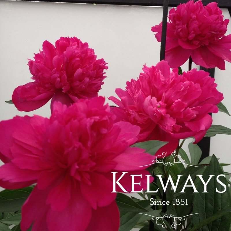 Paeonia lactiflora 'Big Ben'