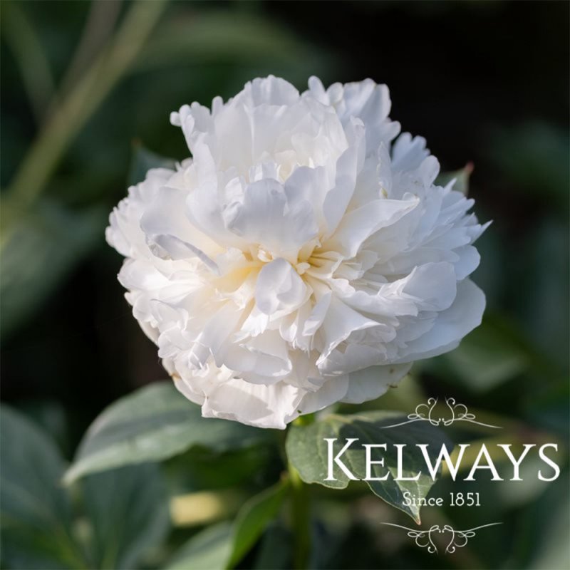 Paeonia lactiflora 'Duchesse de Nemours'