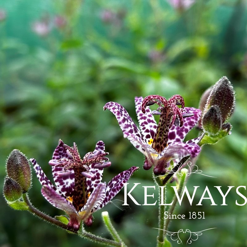 Tricyrtis formosana